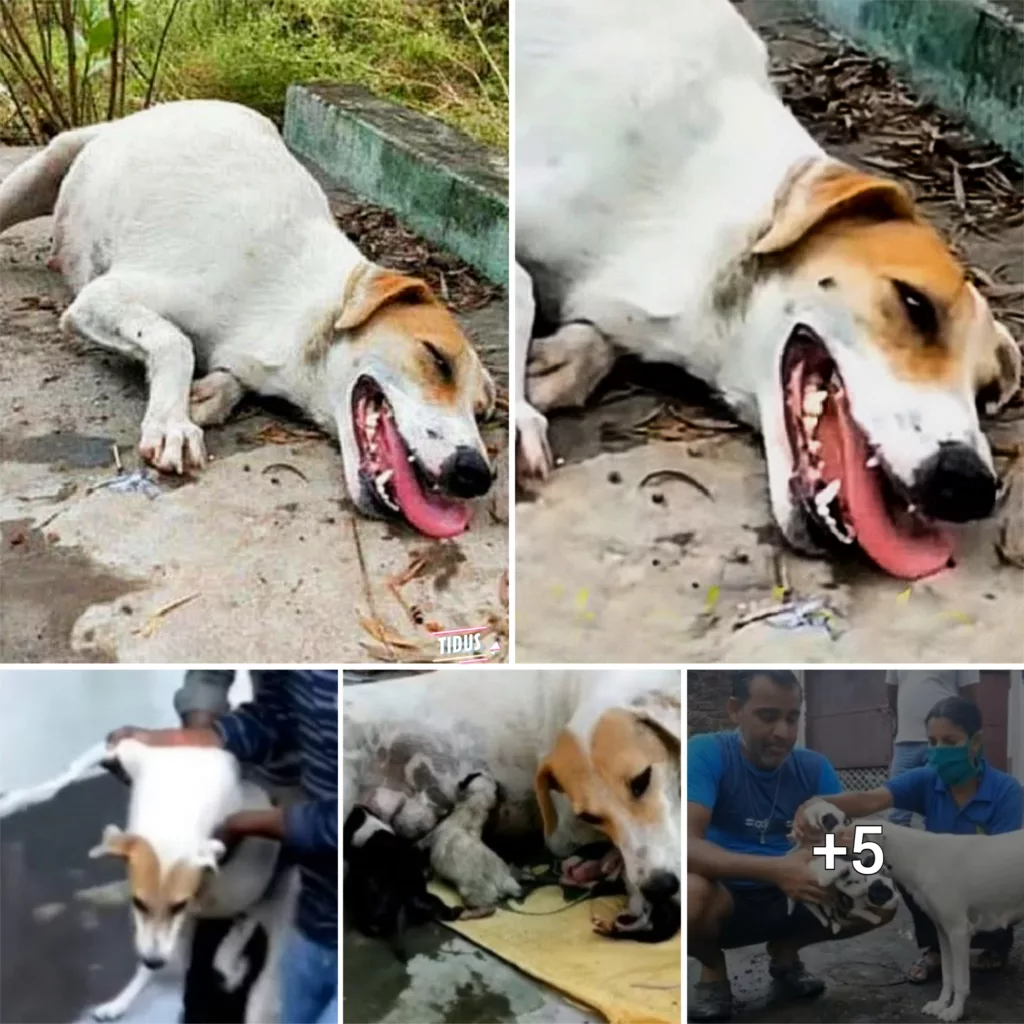 A pregnant mom dog lies helplessly exhausted on the road, waiting for assistance.